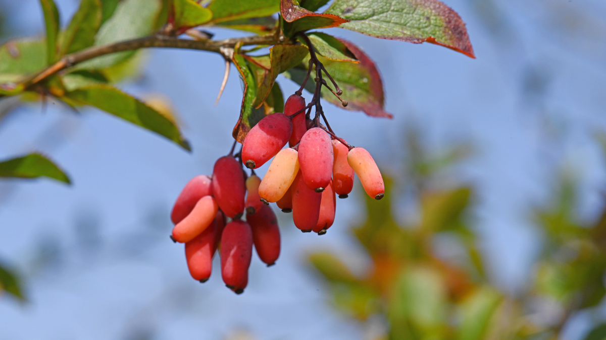 Berberis vulgaris o crespino ricco di berberina