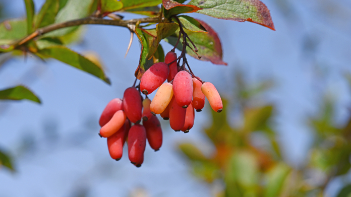 Berberis vulgaris oftewel zuurbes, rijk aan berberine