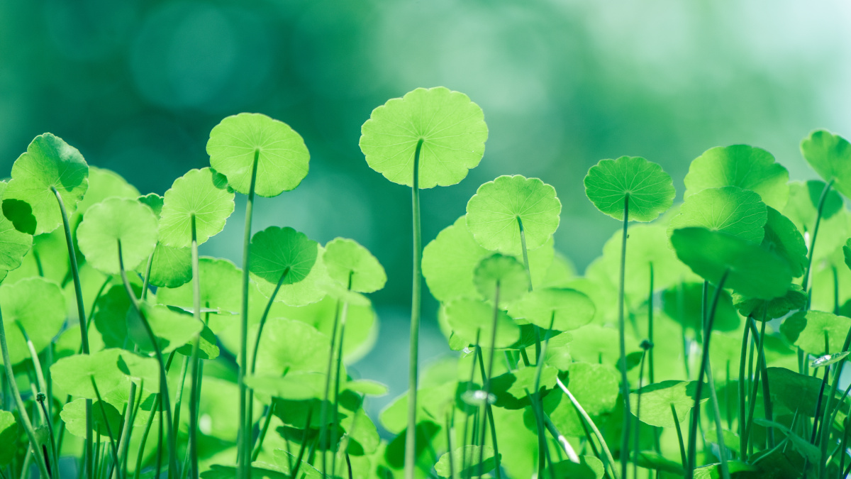 La planta Centella asiatica o Gotu kola