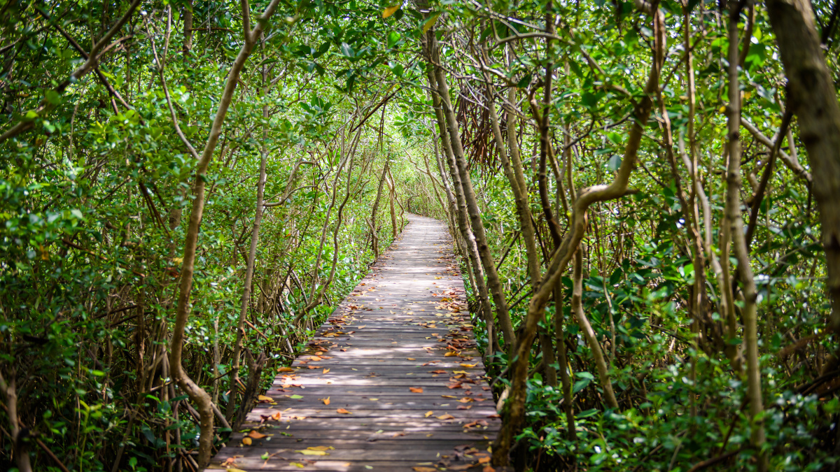 SuperSmart Wald in der Mangrove