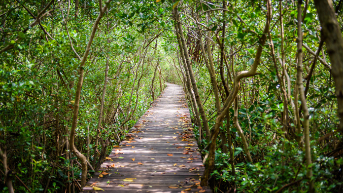 Bos SuperSmart in de mangrove 