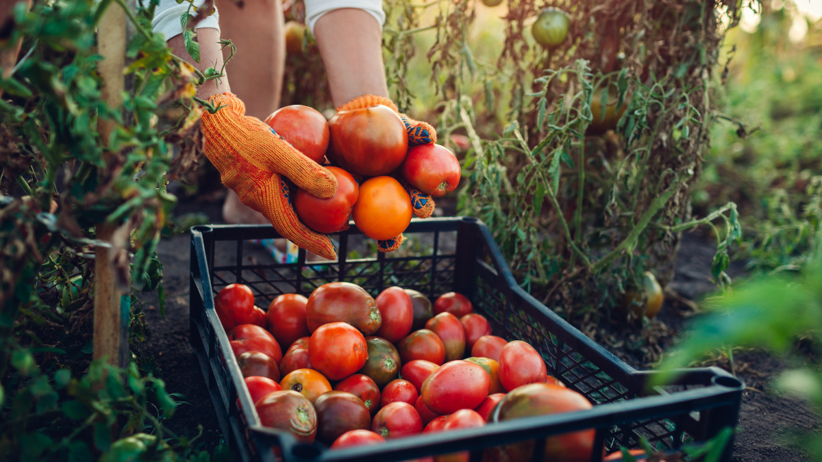 Raccolta di frutta e verdura biologica