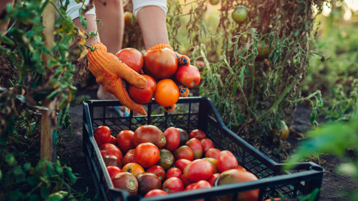 Raccolta di frutta e verdura biologica