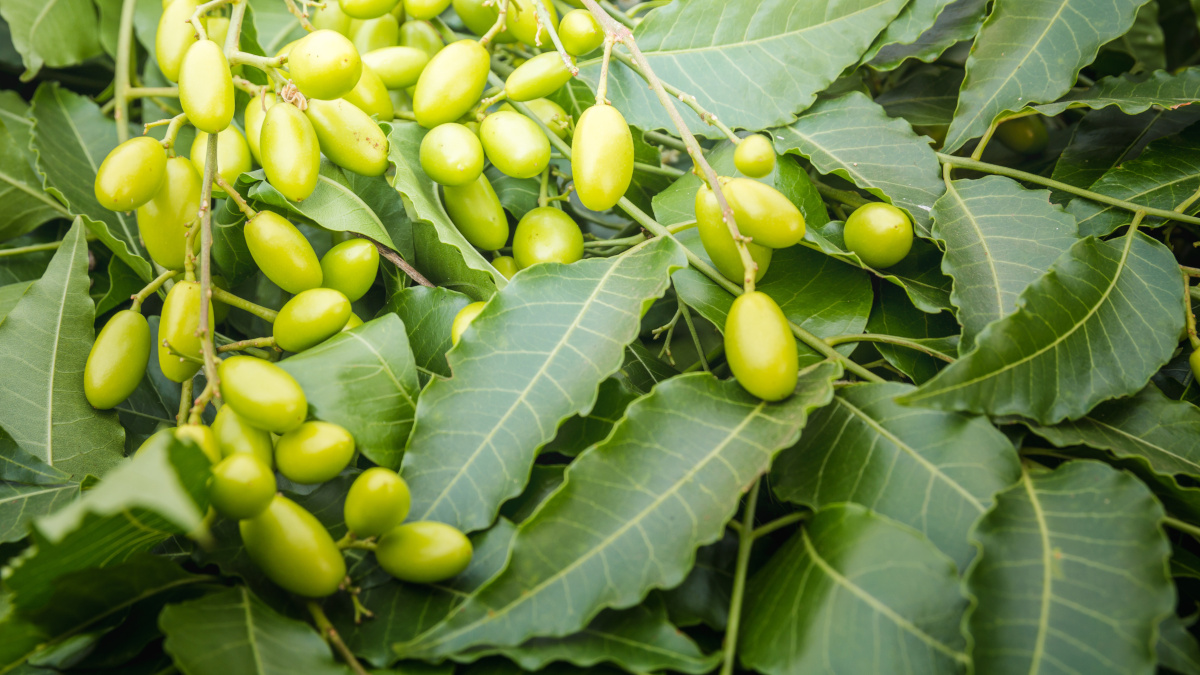 De vruchten en de bladeren van de neem