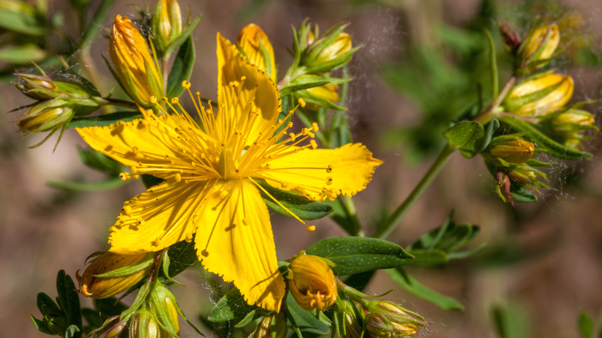 Fiore giallo di erba di San Giovanni o Hypericum Perforatum