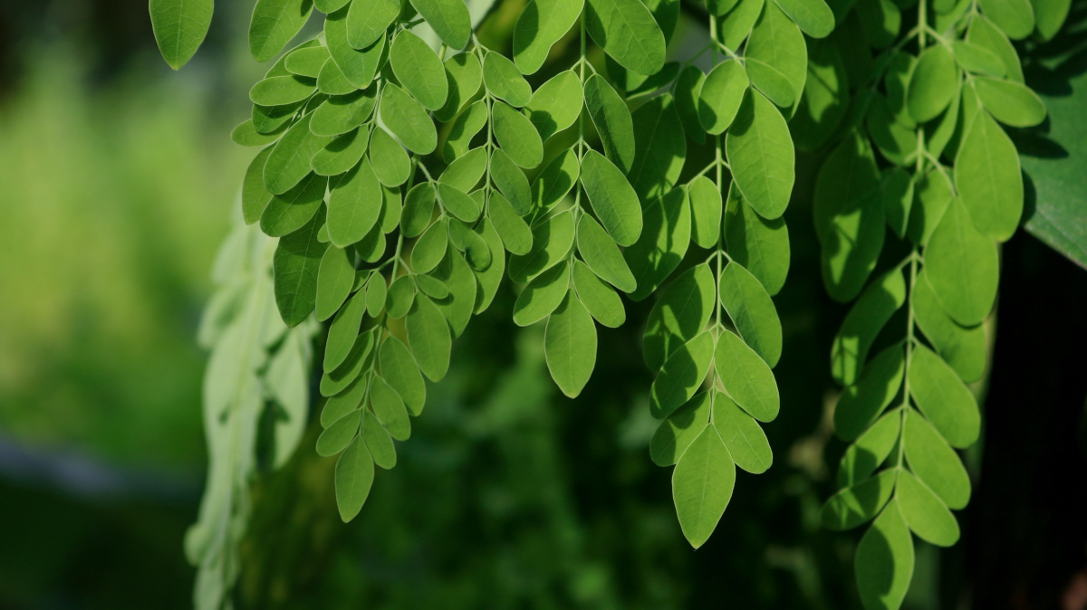 Weldadige effecten moringa 