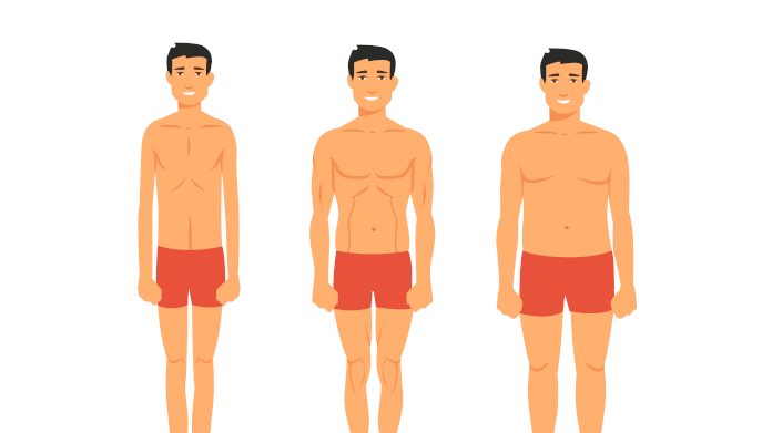 Ectomorfo, endomorfo e mesomorfo