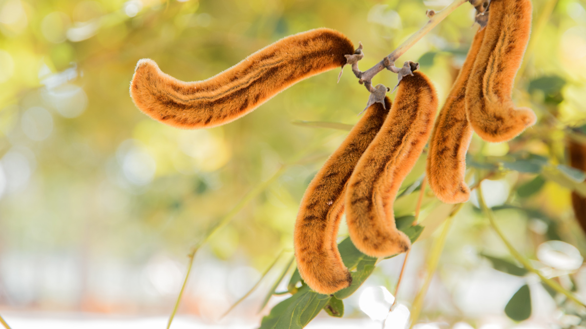 Baccelli di Mucuna pruriens