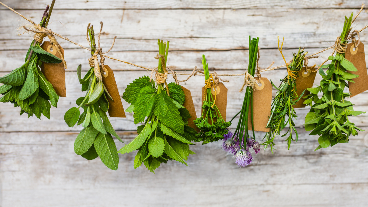 Plantas aromáticas y medicinales que se están secando