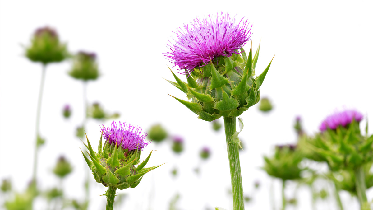 Fotografía de plantas de Cardo mariano