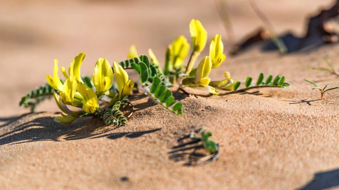 Astragalus