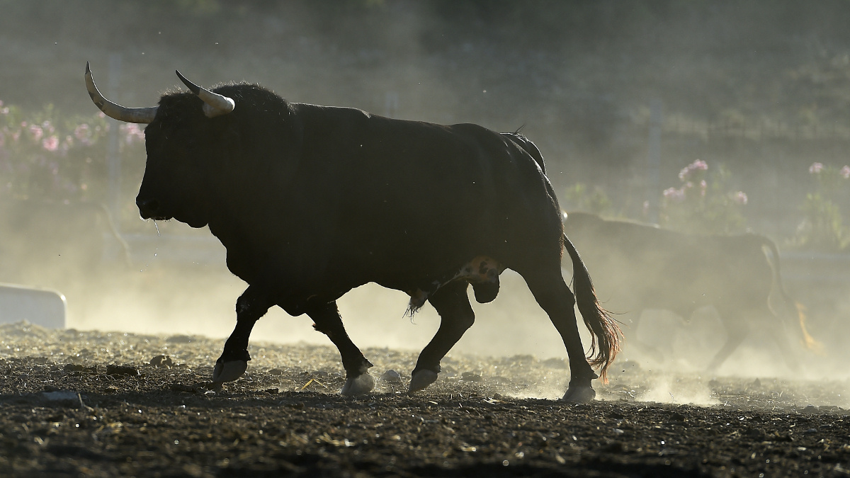 Toro muscoloso di profilo che cammina all'aperto