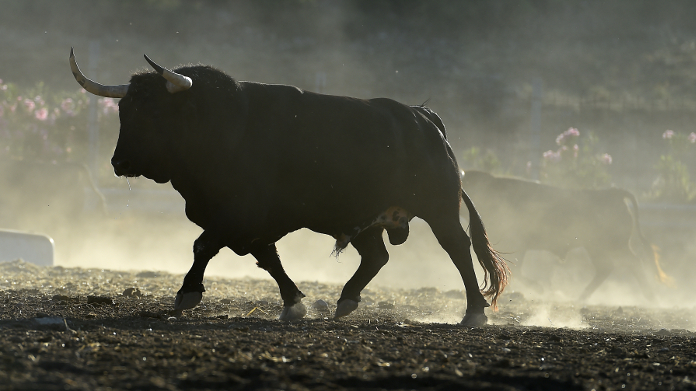 Profiel gespierde stier buiten in de wei