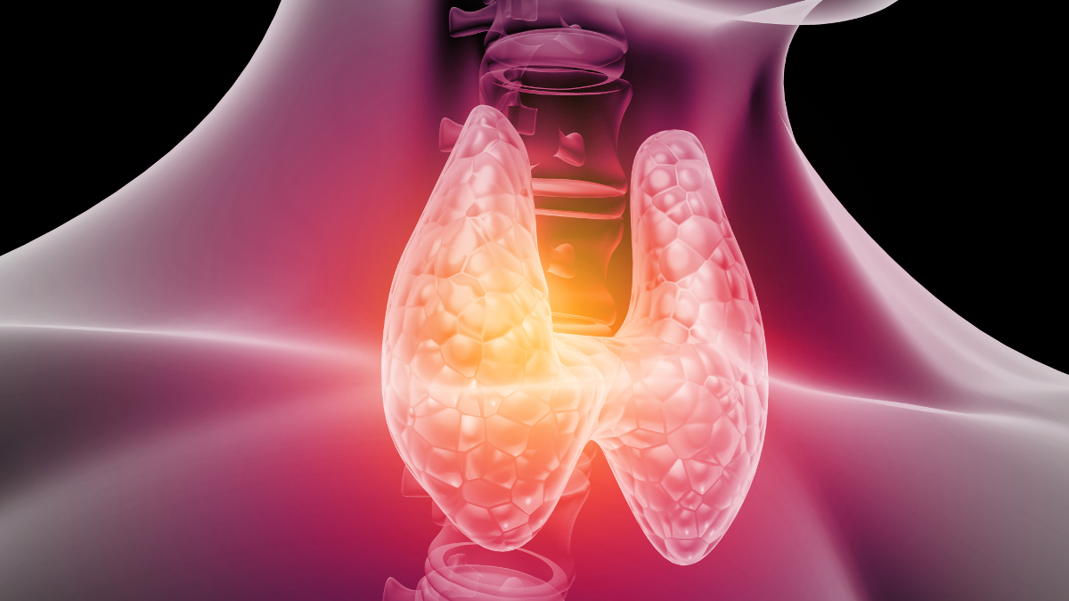 Anatomical diagram of the thyroid gland