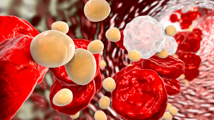 Triglycerides in the bloodstream 